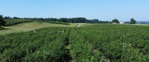 Local Lake Erie Region Blueberry Crop: North East, PA