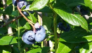 Blueberry Season in North East, PA