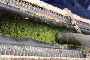 Local Niagara grapes being pressed