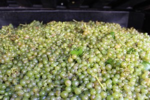 Local Niagara grapes being pressed into juice