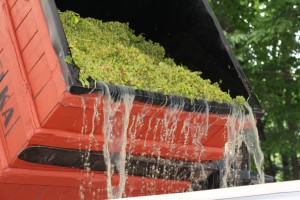 local niagara grapes being pressed