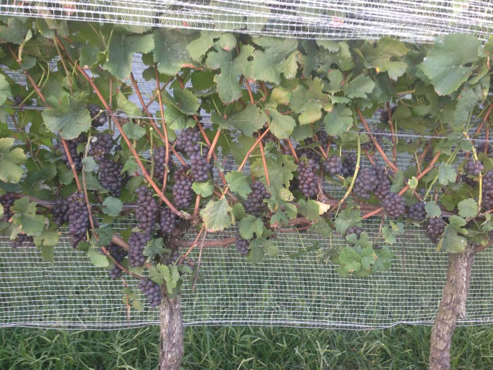 Pinot Gris Grapes Lake Erie Region