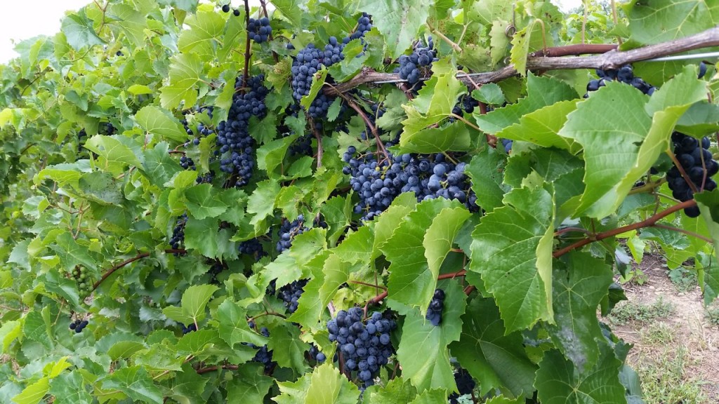 Chambourcin Grapes