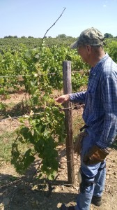Vidal Grapes in Winemaking